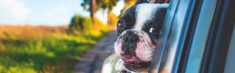 cachorro dentro de veículo