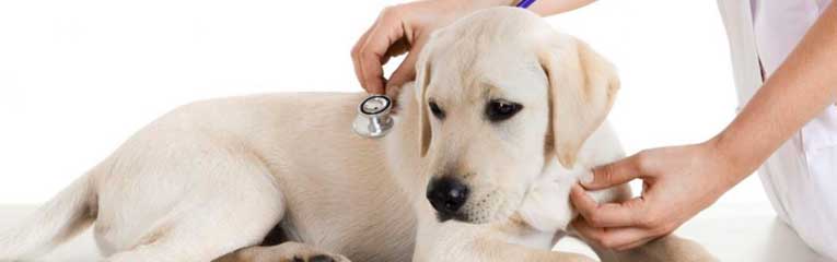 cachorro no veterinário