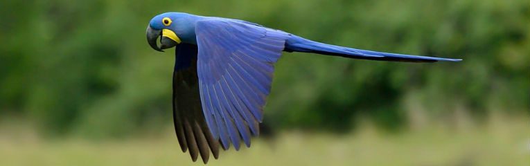 arara azul pantanal