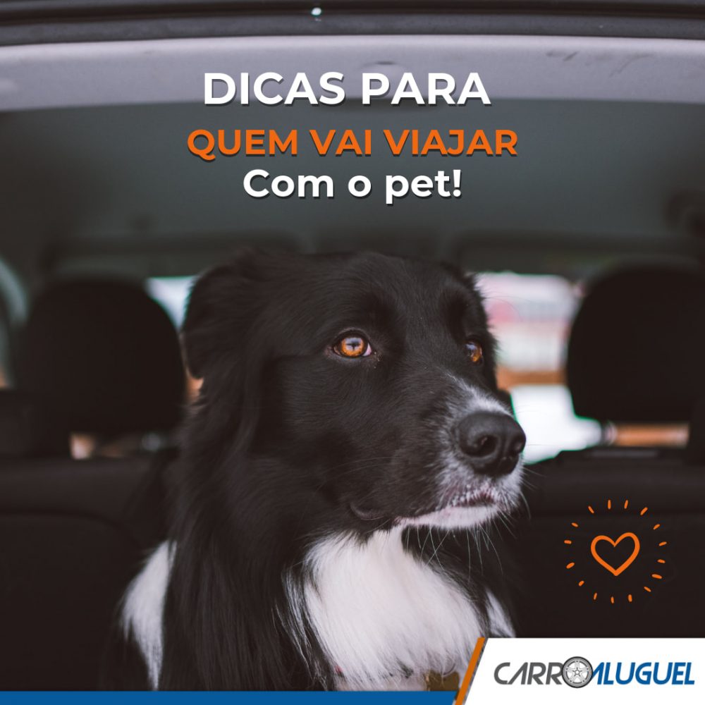 Imagem de um cachorro sentado no banco de trás do carro, com o título: Dicas para quem vai viajar com o pet