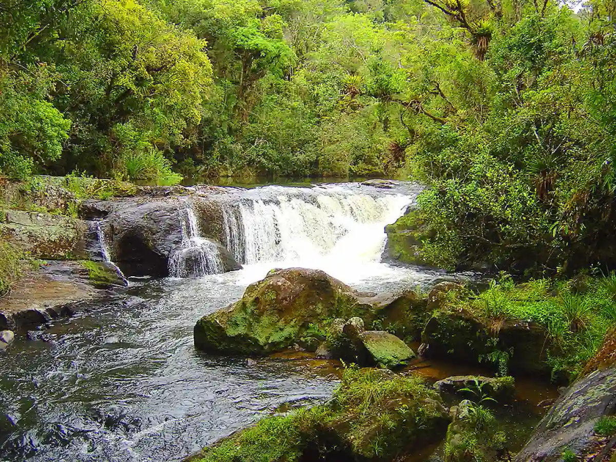 Corredeira de rio cercada por floresta em Cunha