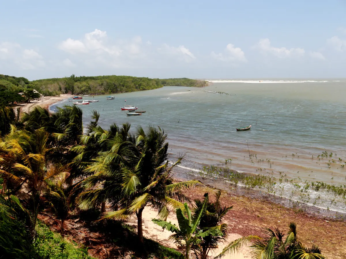 Embarcações seguem estacionadas sobre a água cristalina em praia situada na Ilha do Algodoal, com sua orla extensa coberta por vegetações diversas e galhos de coqueiros ao vento.