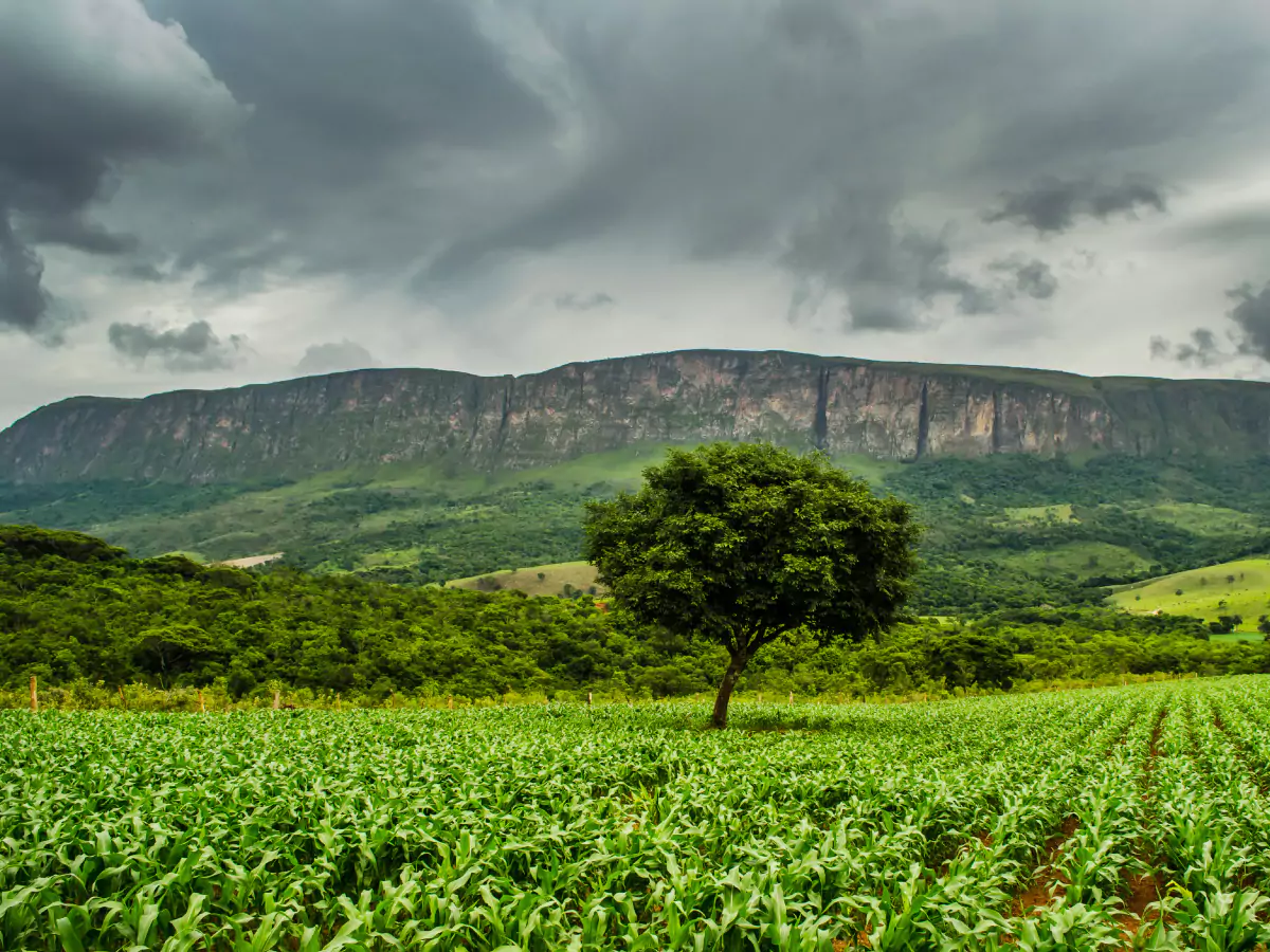 Paredões da Serra da Canastra ao fundo contrastam com a vegetação de uma planície disforme. O céu segue carregado de nuvens, predominando o tempo nublado.