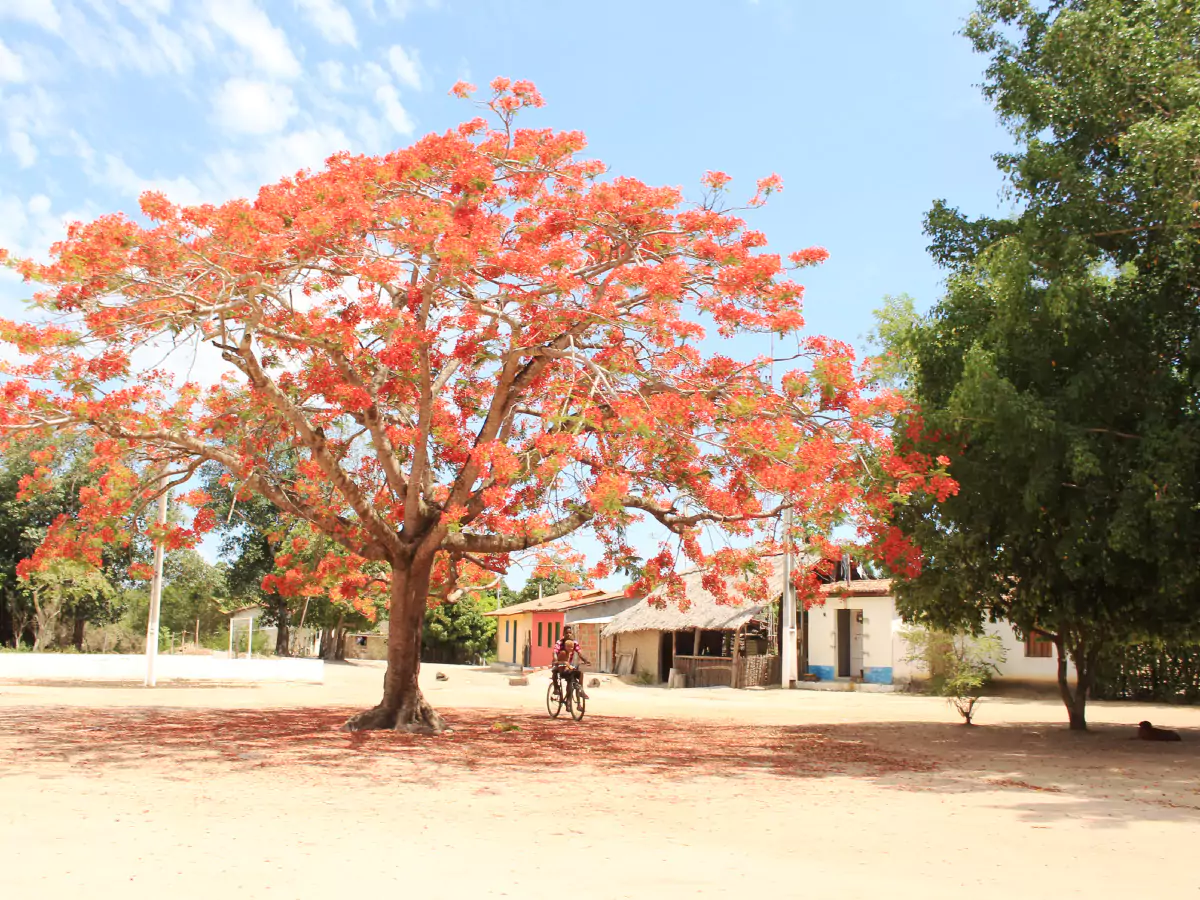 Árvore típica da região é destaque em vilarejo de Remanso, envolta de outras vegetações e casas ao fundo. Há uma pessoa circulando de bicicleta pelo local.