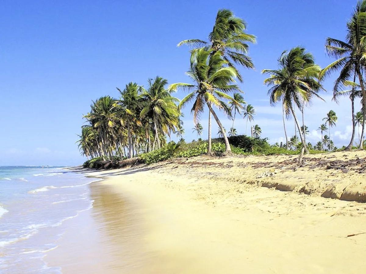 A imagem mostra uma praia. Do lado direito, o mar avança em ondas. Do lado esquerdo, parte da faixa de areia é ocupada por palmeiras. Ao fundo, o céu azul.