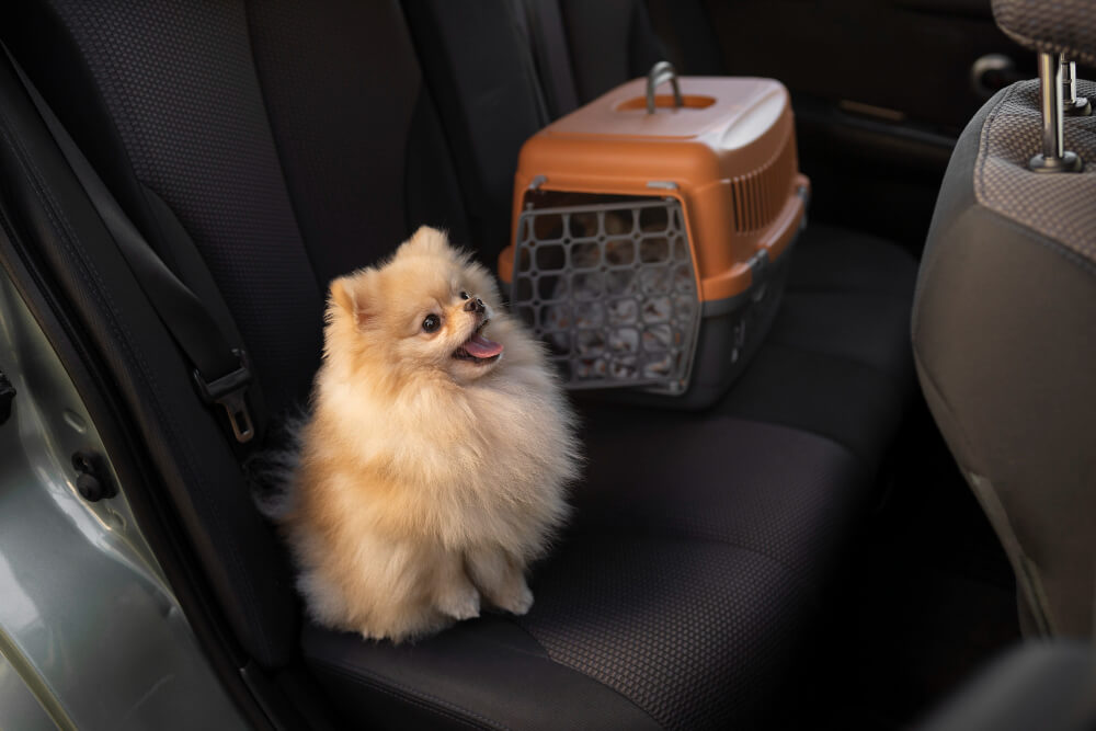 cachorro no banco de trás de um carro